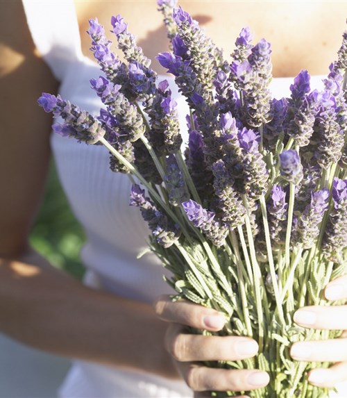 The Benefits of Lavender